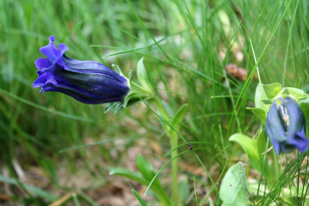 Gentiana acaulis